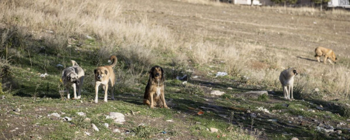 Ankara'da 52 bin sahipsiz sokak hayvanı toplandı