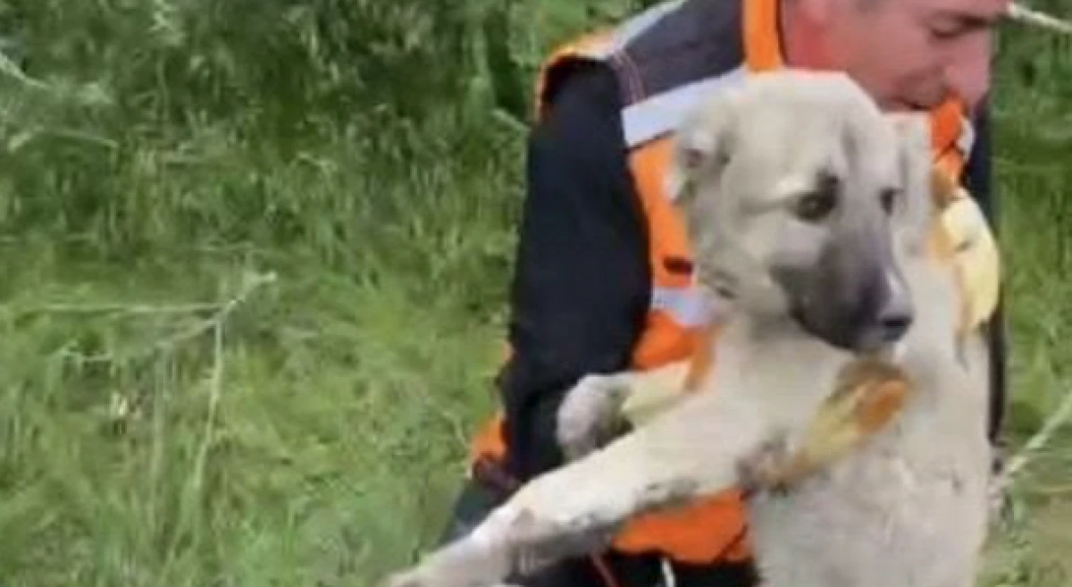 Foseptik &ccedil;ukuruna d&uuml;şen yavru k&ouml;pek ve kaplumbağa kurtarıldı