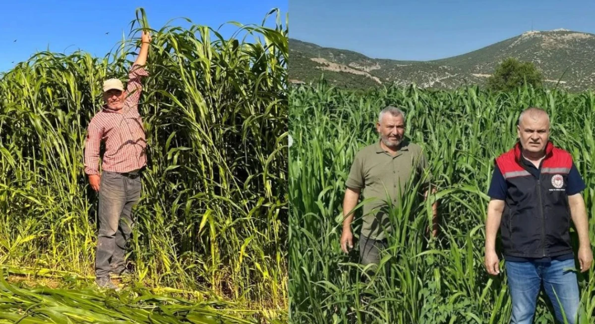 Isparta&rsquo;da Y&uuml;zde 75 Hibeli Hasat Başladı!