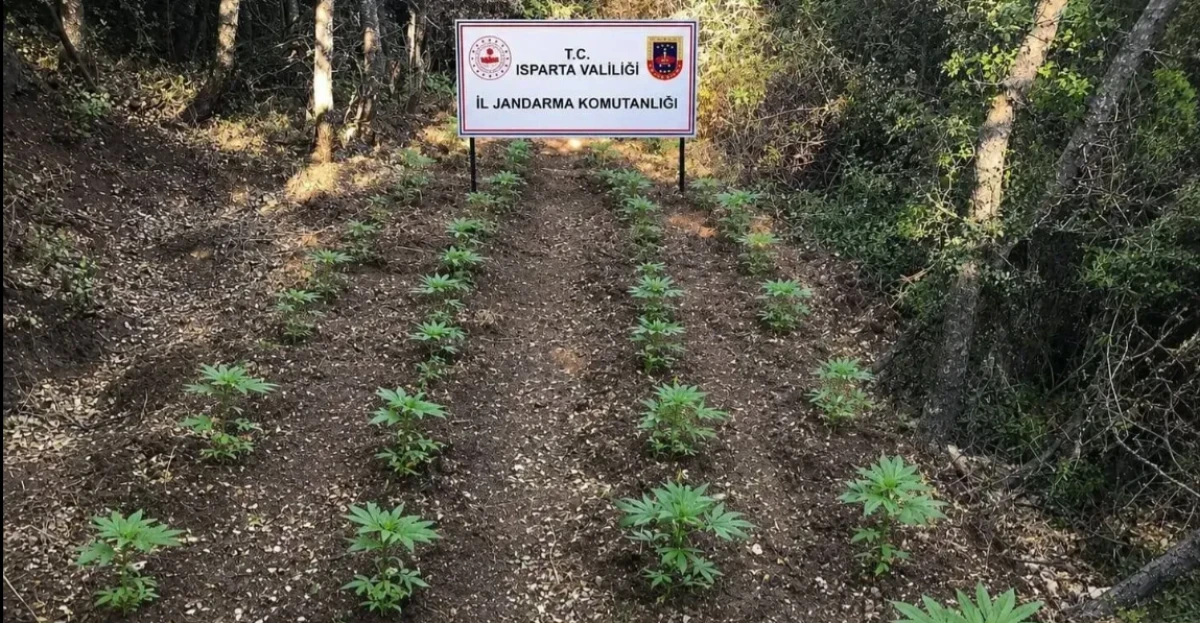 Jandarmadan kenevir operasyonu! Tutuklamalar var