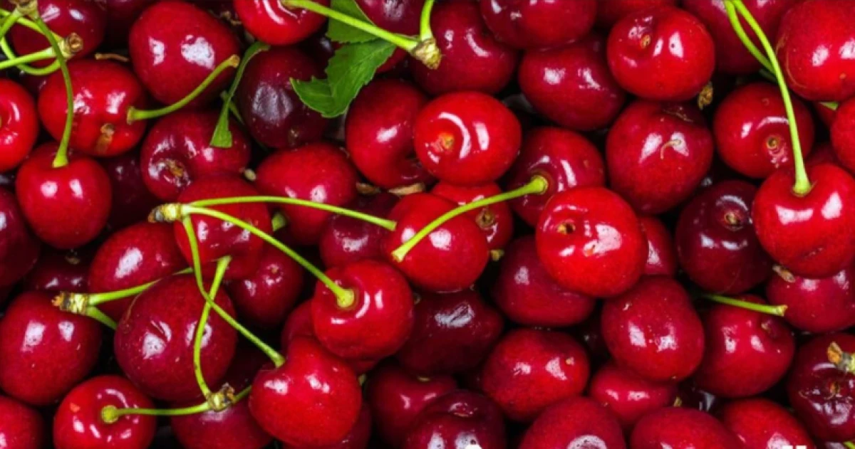 KİRAZ PAZAR TEZG&Acirc;HLARINI S&Uuml;SLEDİ
