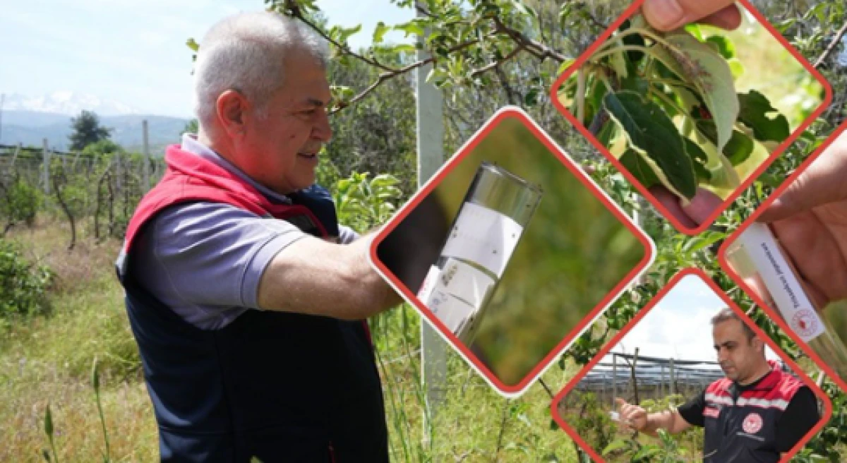 Kokarca tehlikesini Samuray arıları savuracak