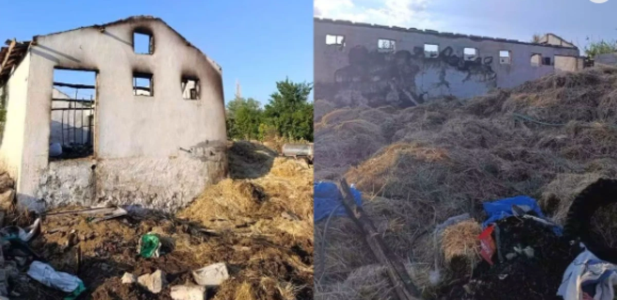 Koyunların yaylada olması b&uuml;y&uuml;k faciayı &ouml;nledi