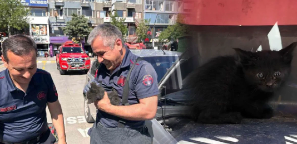 Otomobilin motor kısmındaki kediyi itfaiye &ccedil;ıkardı