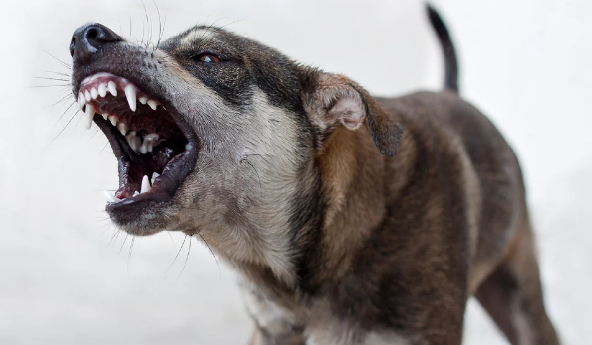Sahipsiz k&ouml;pek saldırıları sonrası 3 belediye başkanı hakkında işlem